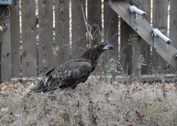 A juvenile bald eagle was rescued by the Evelyn Alexander Wildlife Rescue Center (EAWRC).