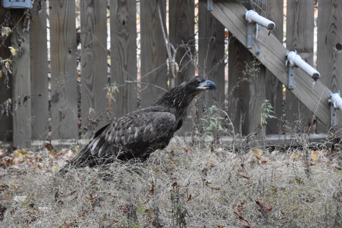 A juvenile bald eagle was rescued by the Evelyn Alexander Wildlife Rescue Center (EAWRC).