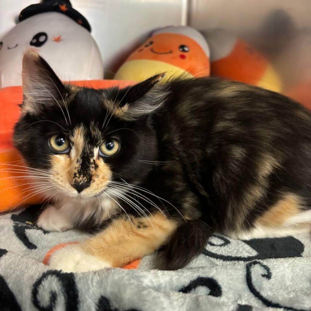 Louise the cat is up for adoption at Bideawee Animal Rescue