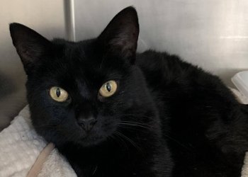 Hip Hop the cat is available at Kent Animal Shelter