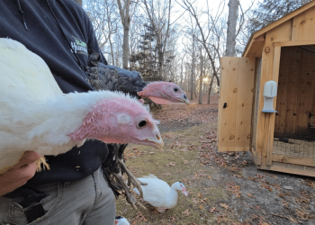 These two turkeys will live at a Riverhead sanctuary