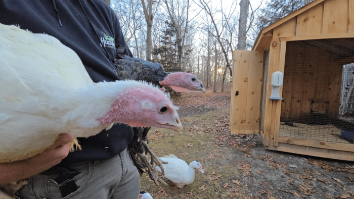 These two turkeys will live at a Riverhead sanctuary