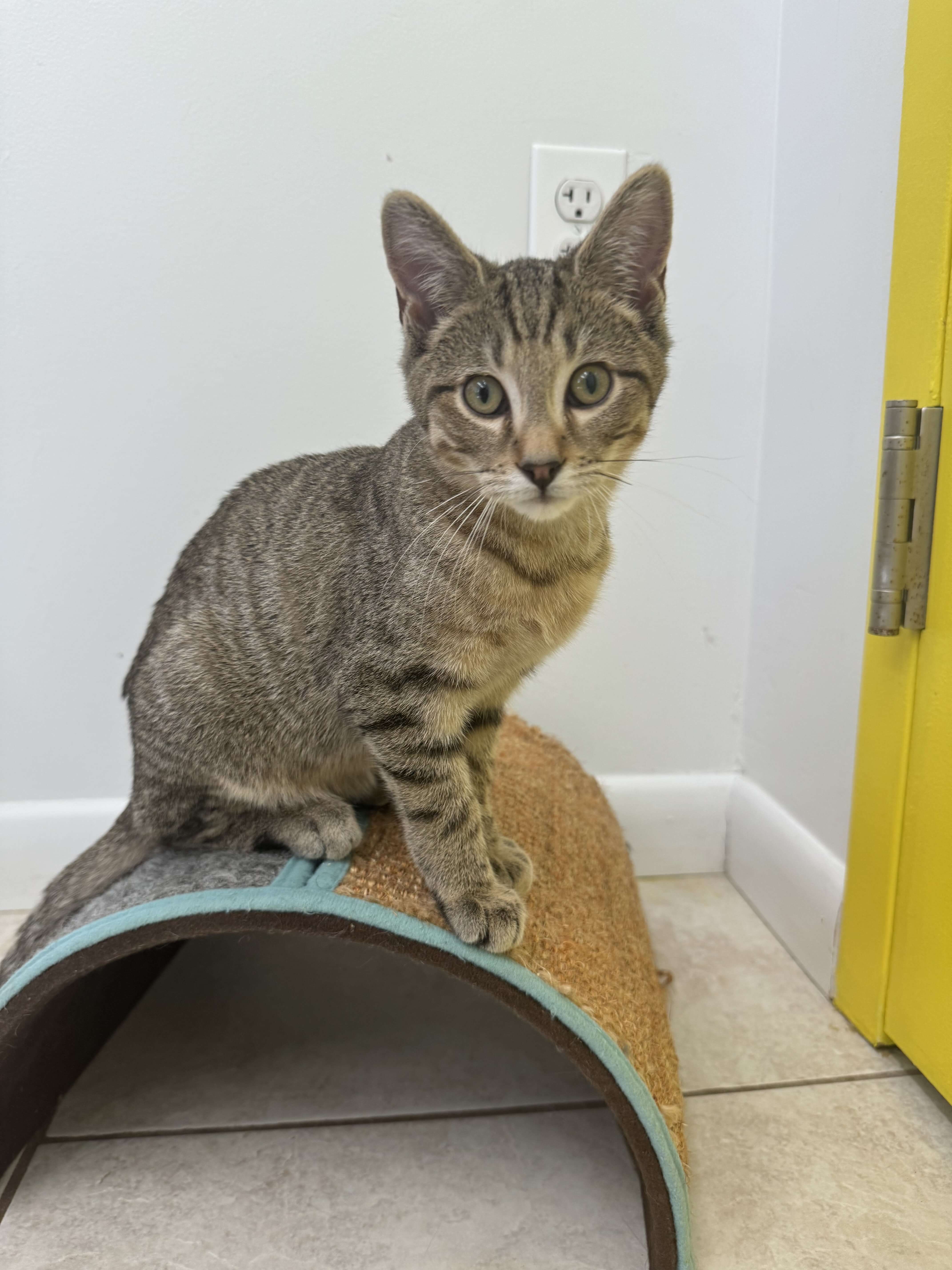 Adopt Pigeon the cat with North Fork Animal Welfare League