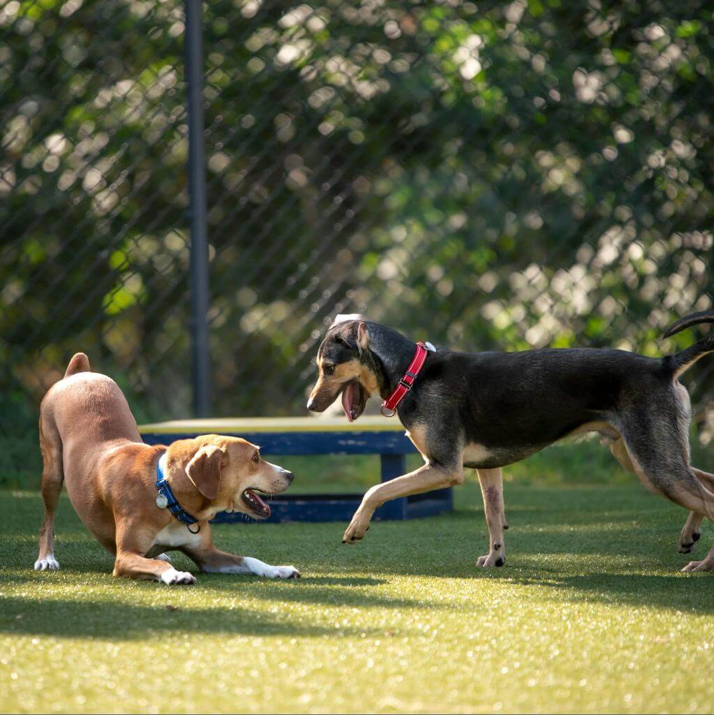 Bob and Dallas playing at Southampton Animal Shelter