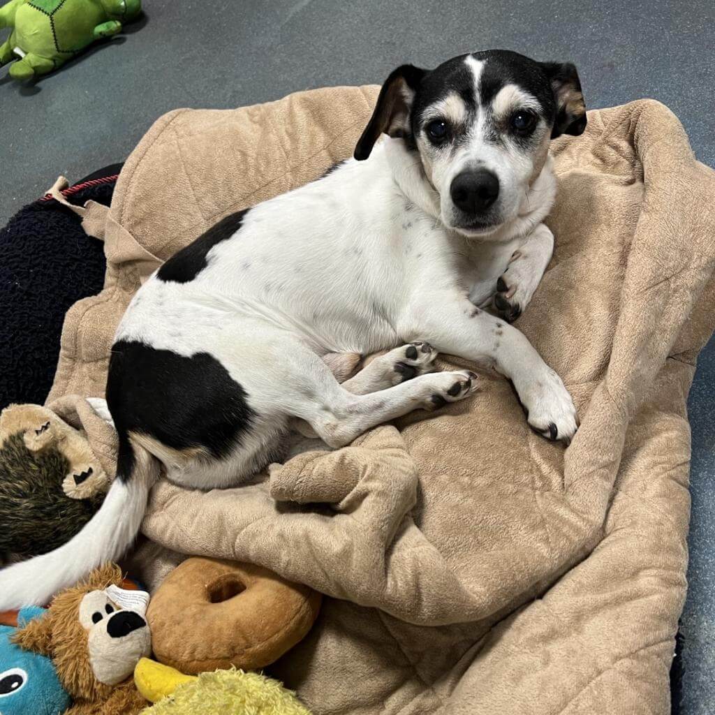 Come meet Rocky the dog up for adoption at Southampton Animal Shelter