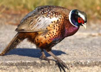 Pheasants are beautiful birds that don't get treated fairly