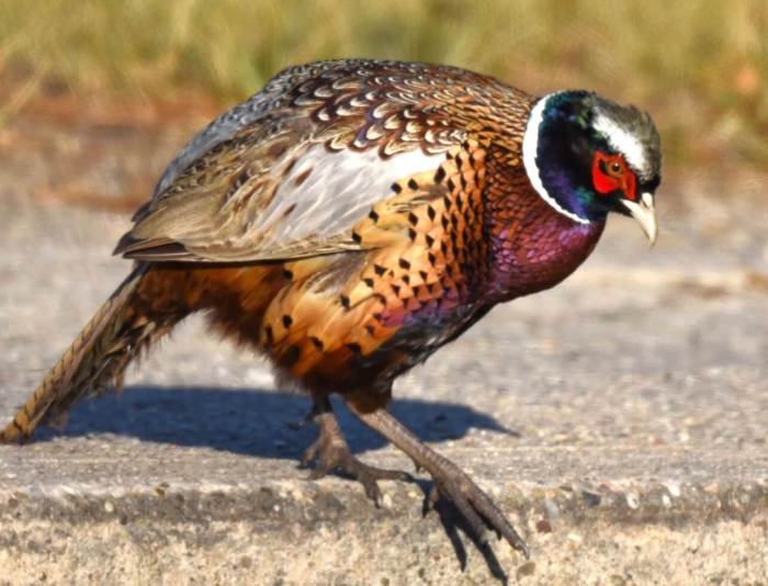 Pheasants are beautiful birds that don't get treated fairly