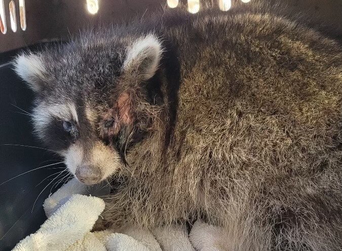 A raccoon with canine distemper