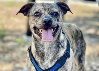 Adopt Barney from ARF Hamptons