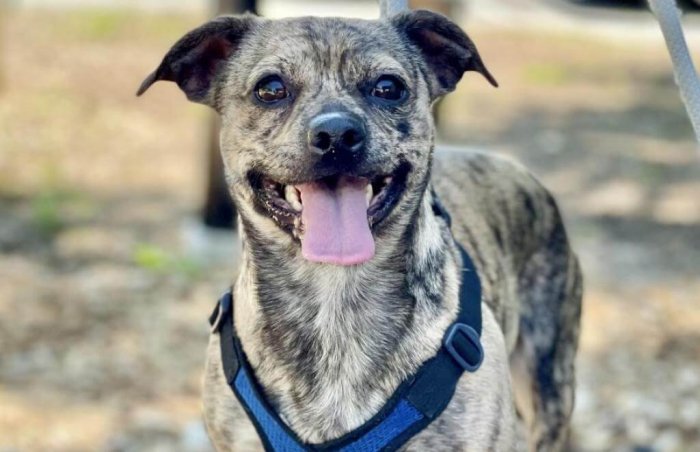 Adopt Barney from ARF Hamptons