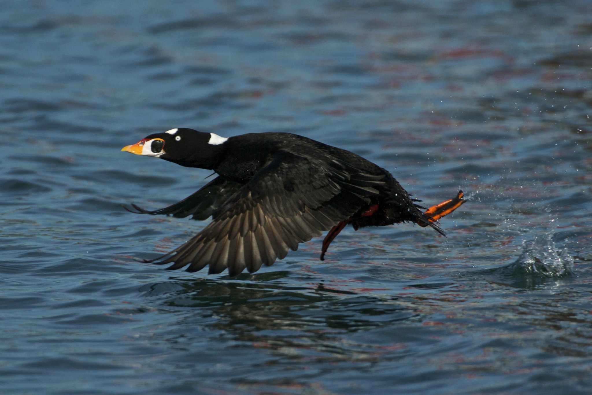 Surf Scoter