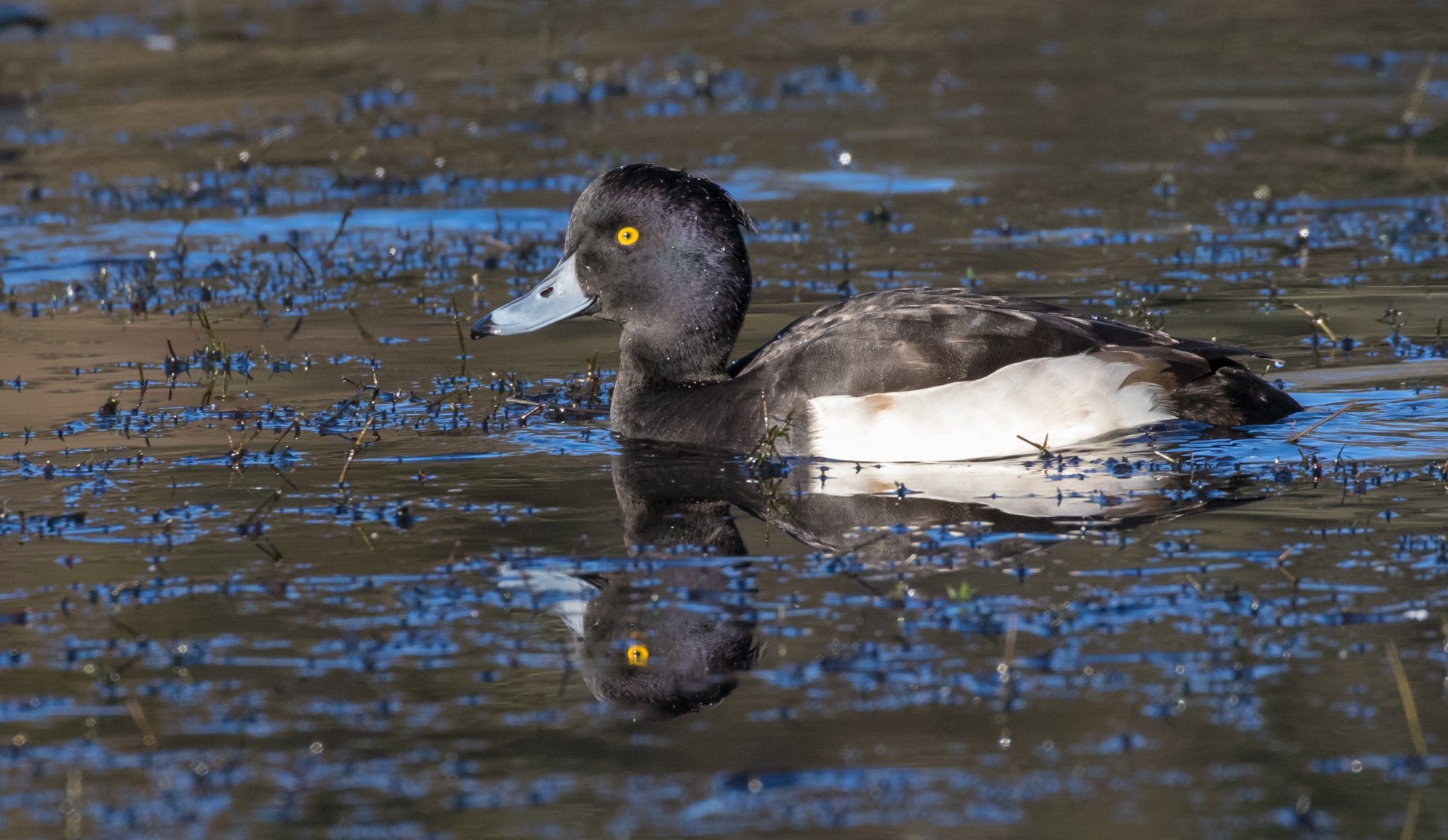 Greater scaup