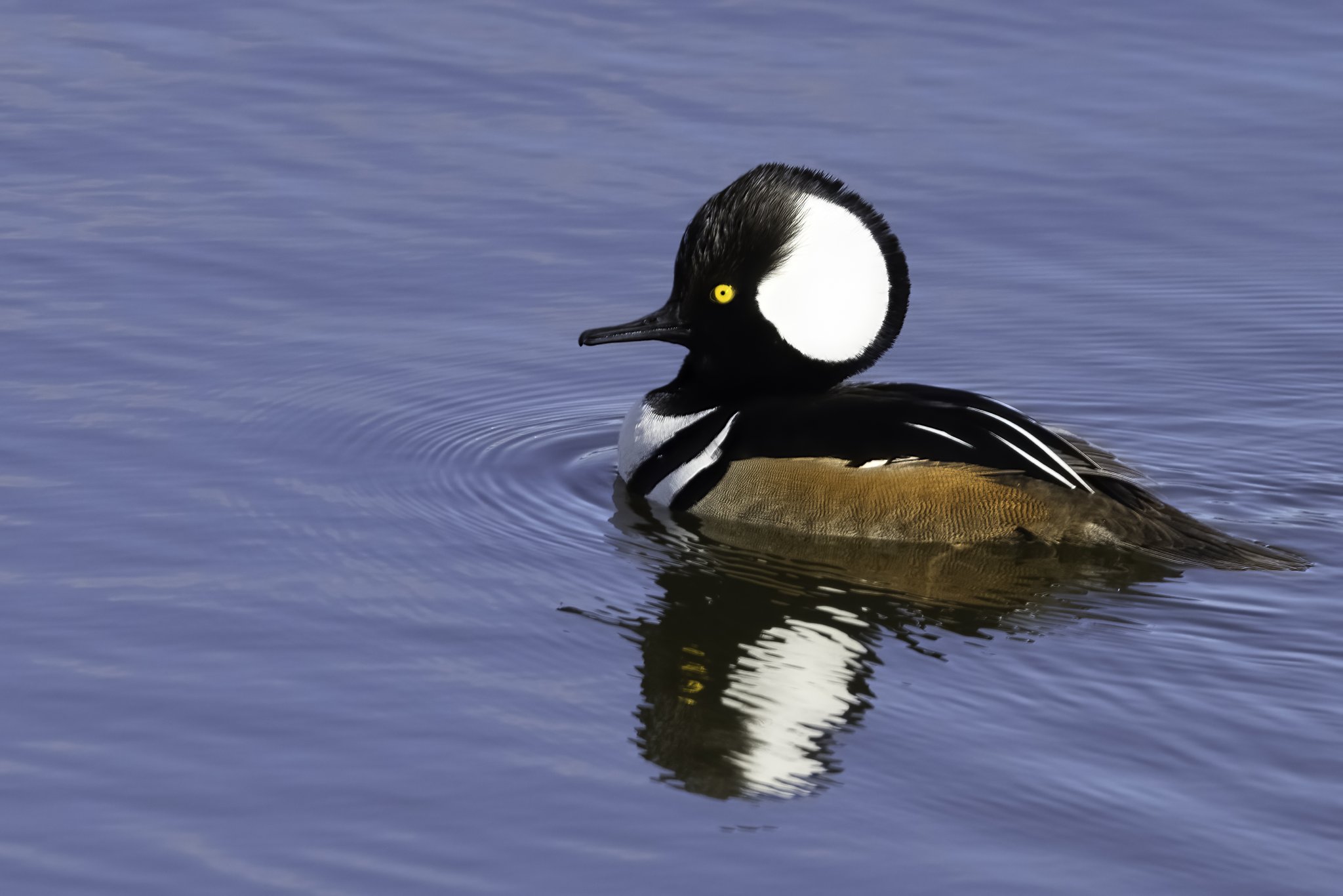 A male hooded merganser