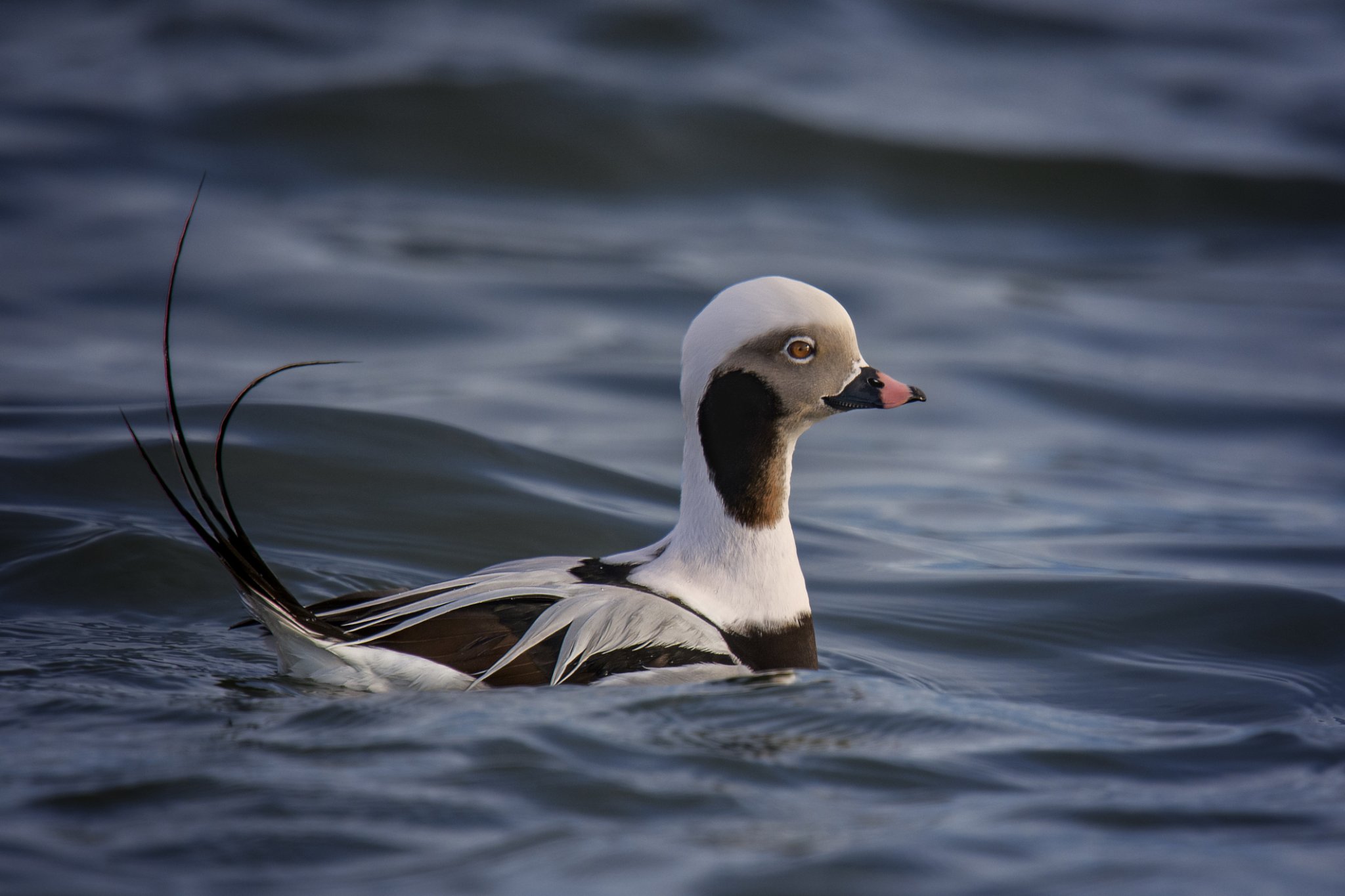 Long-tailed duck