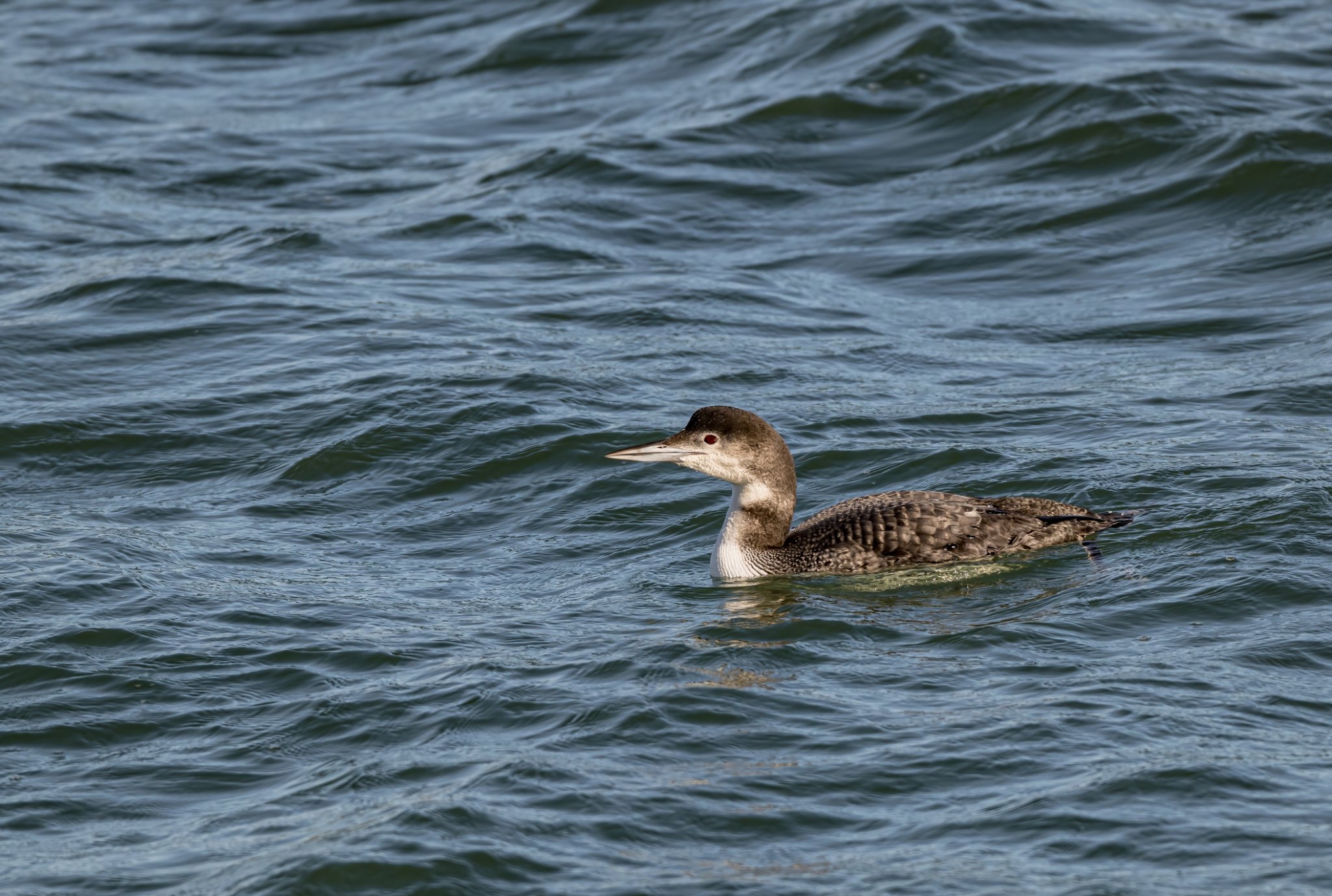 A common loon in non-breeding plumage