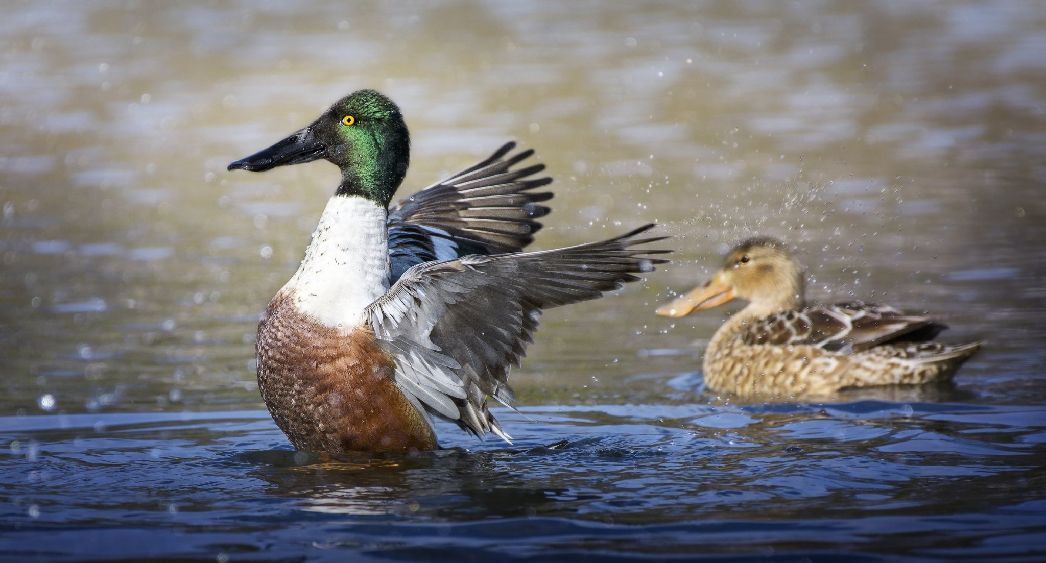 A male and female northern shoveler