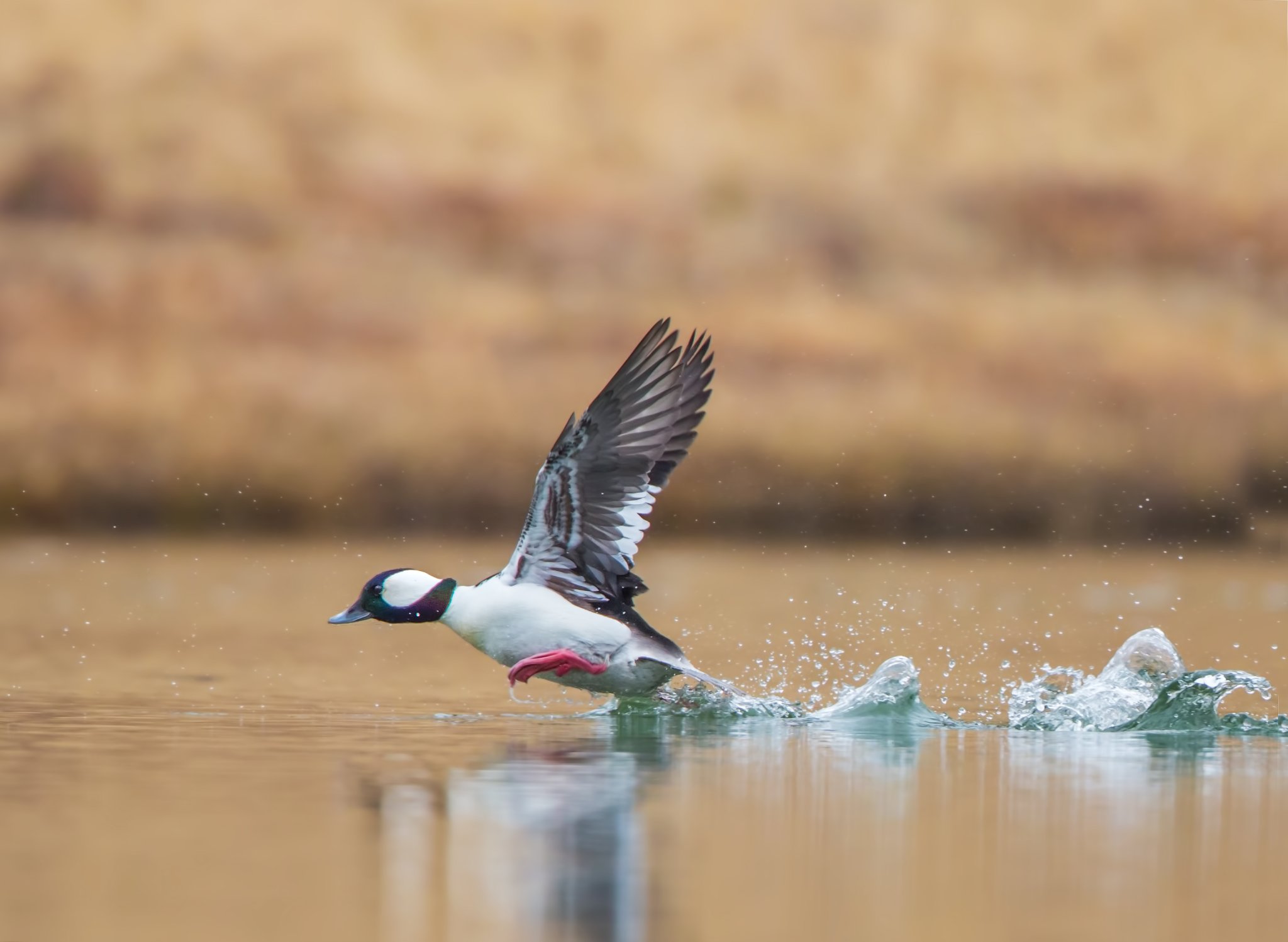 A bufflehead