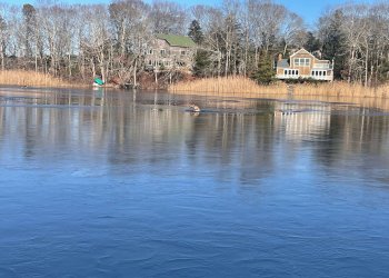 A deer stuck in a frozen pond.