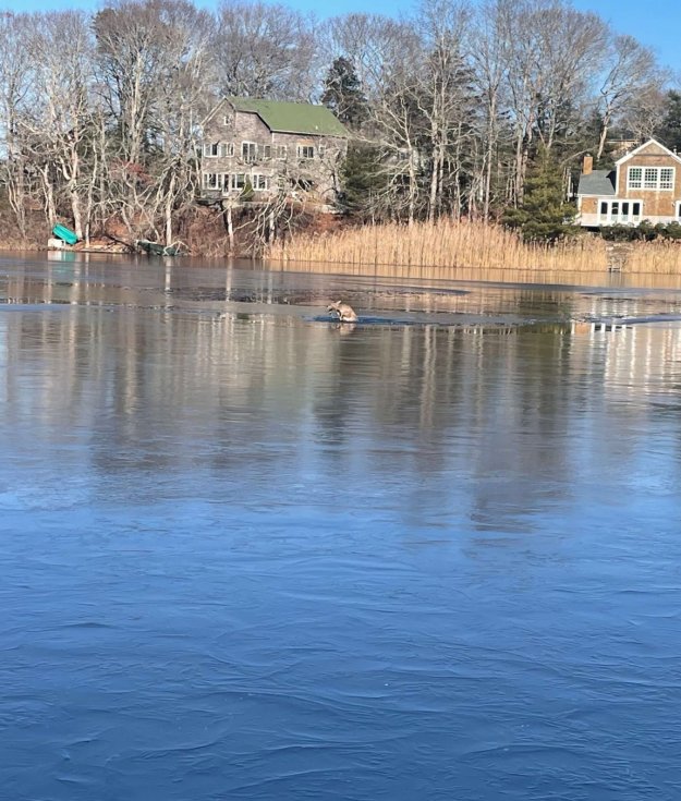 A deer stuck in a frozen pond.