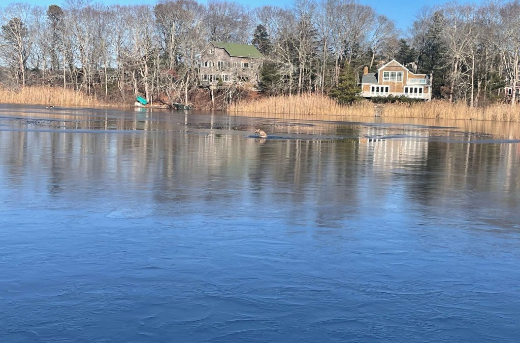 A deer stuck in a frozen pond.