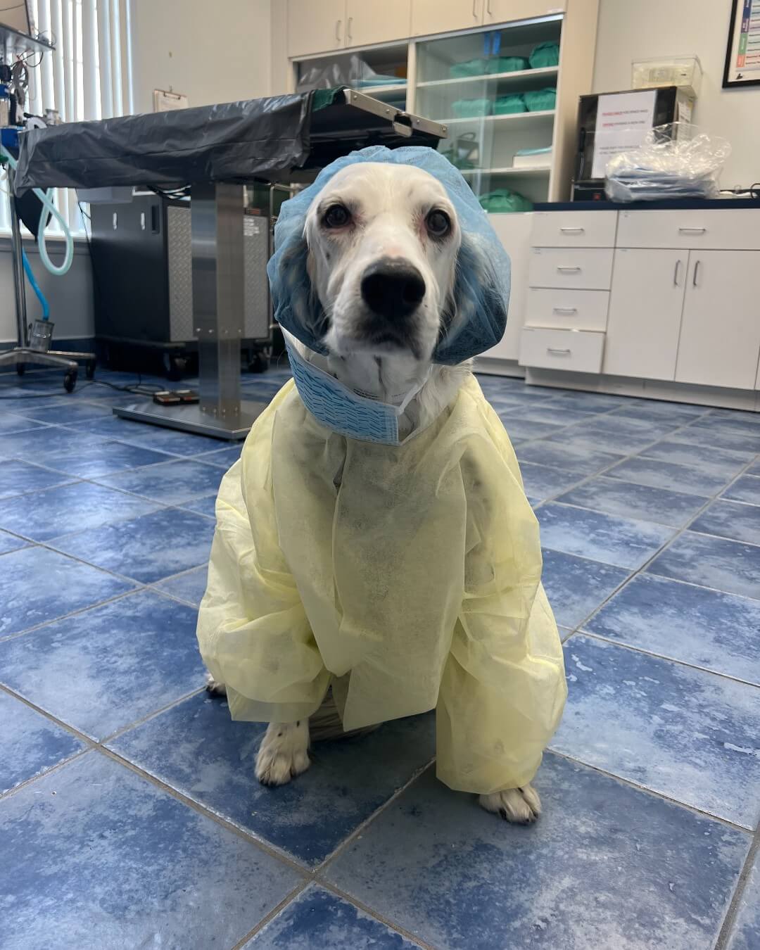 Roady, 6-year old English Setter, recovered from a splenectomy performed by Dr. Michael Larkin at EEVC after a mass was found on his spleen. East End Veterinary Center