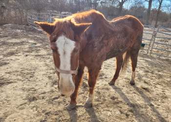 Double D Bar Ranch horse