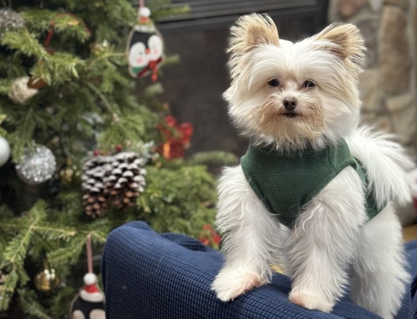 A happy customer at Harbor Pets.