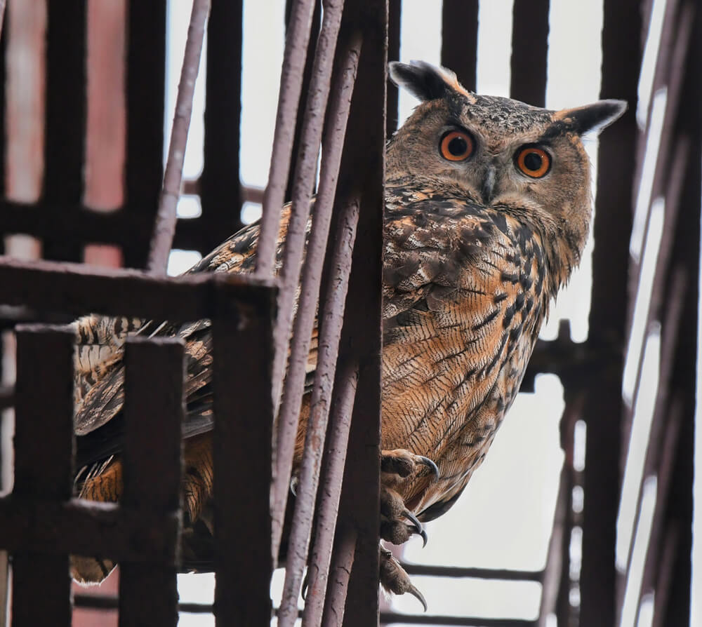 Flaco on an Upper West Side Fire Escape,November 27, 2023.