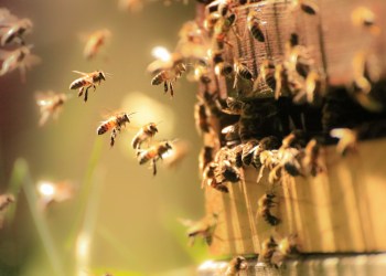 Honey Bees working hard in the spring sunlight on the North Fork