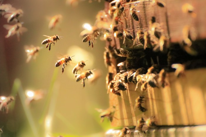 Honey Bees working hard in the spring sunlight on the North Fork