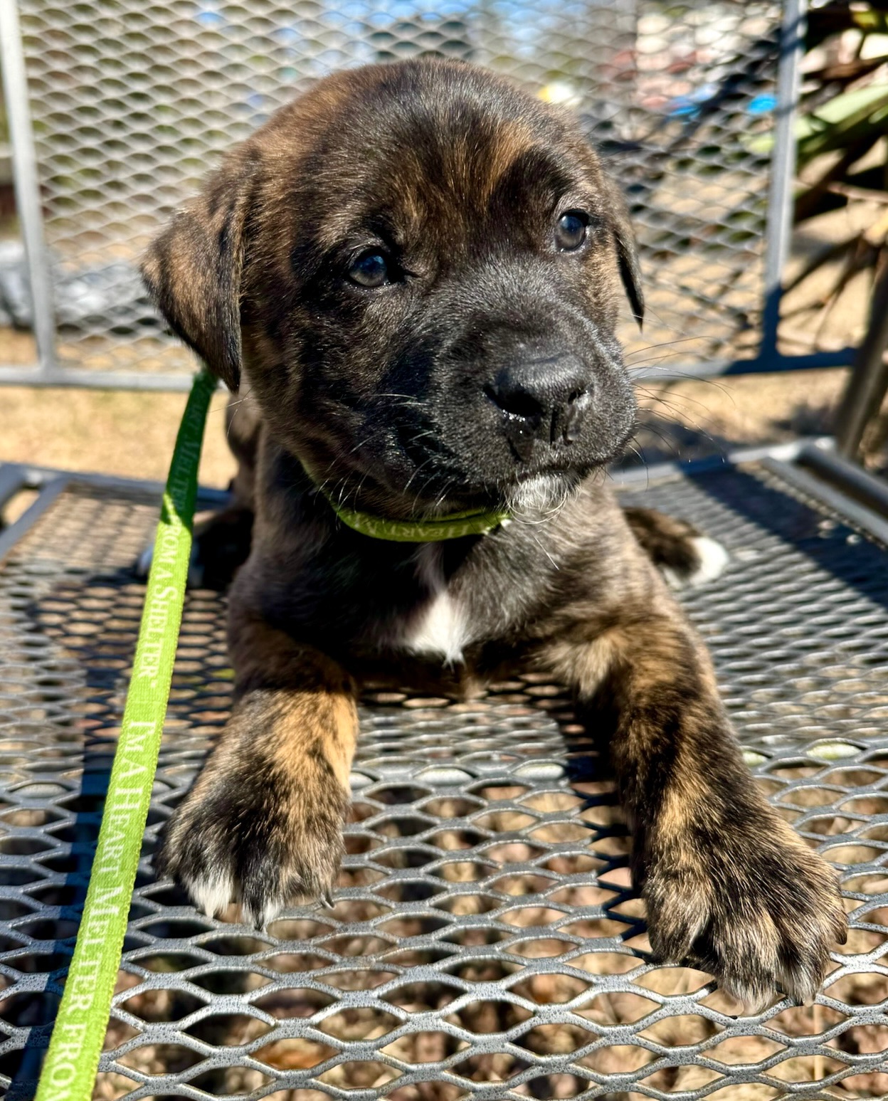 Ponder, an eight week old puppy at Gimme Shelter Animal Rescue