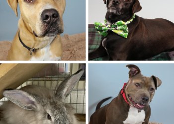 East End shelter dogs and cats available this month at SASF (clockwise): Toby, Barney, Sevee-Jean and Winifred