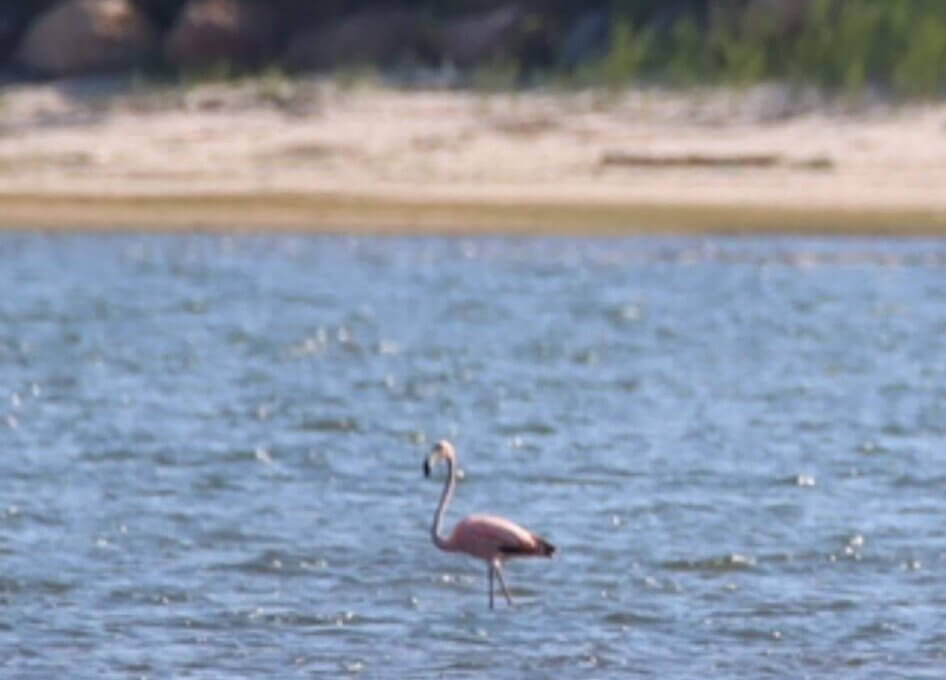 A flamingo in Georgica Pond, East Hampton