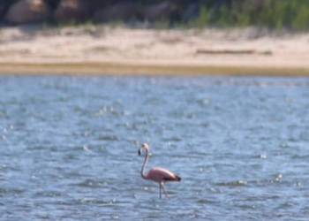 A flamingo in Georgica Pond, East Hampton