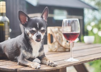 Don't miss this unique pairing of a wine event and a day with man's best friend on the north fork