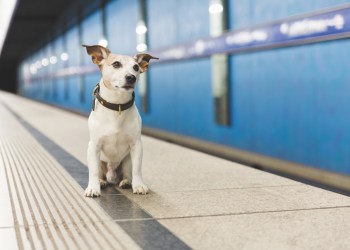 Hamptons Subway dog car is a hit!