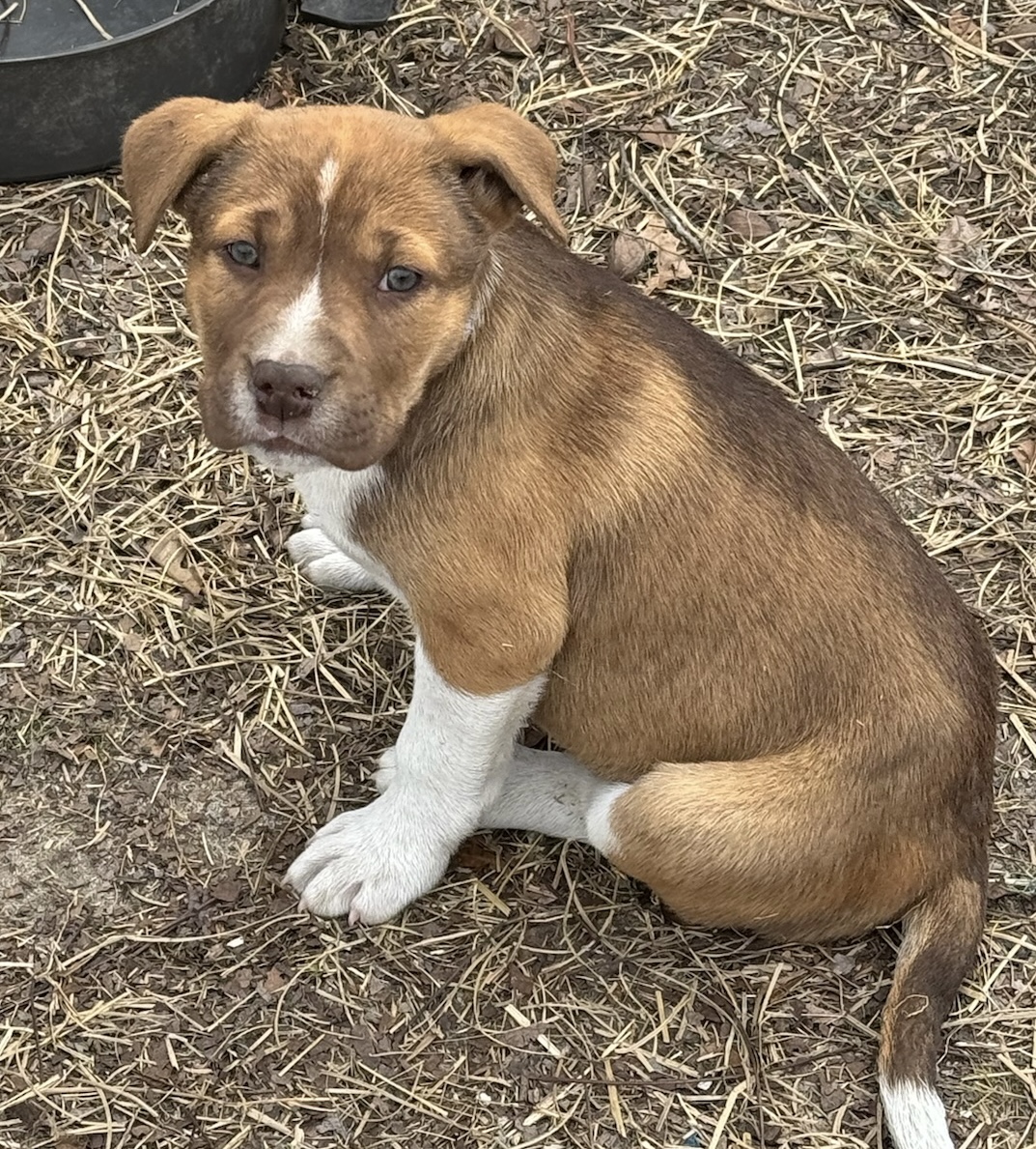 Henry, eight weeks old at Gimme Shelter Animal Rescue