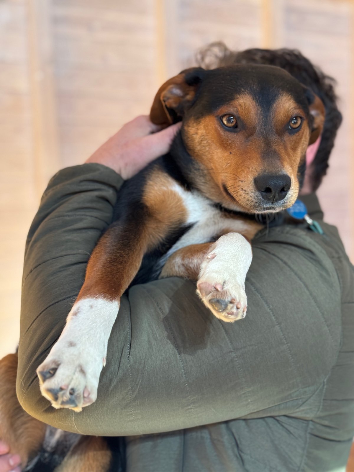 Ash, eight months old at Gimme Shelter Animal Rescue